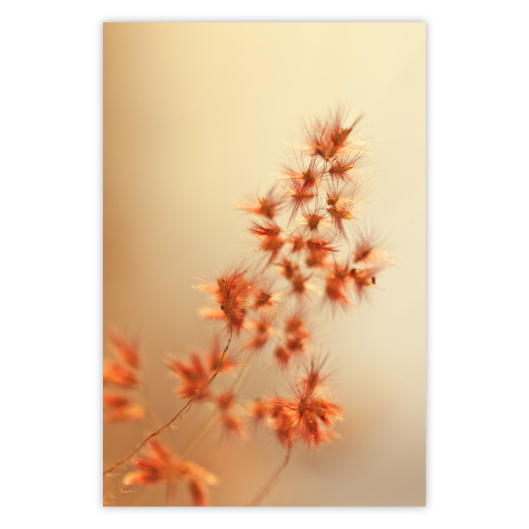 Poster Fiery Grass - plant with orange flowers on gradient background 123823