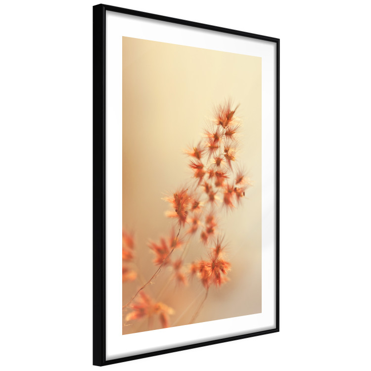 Poster Fiery Grass - plant with orange flowers on gradient background 123823 additionalImage 11