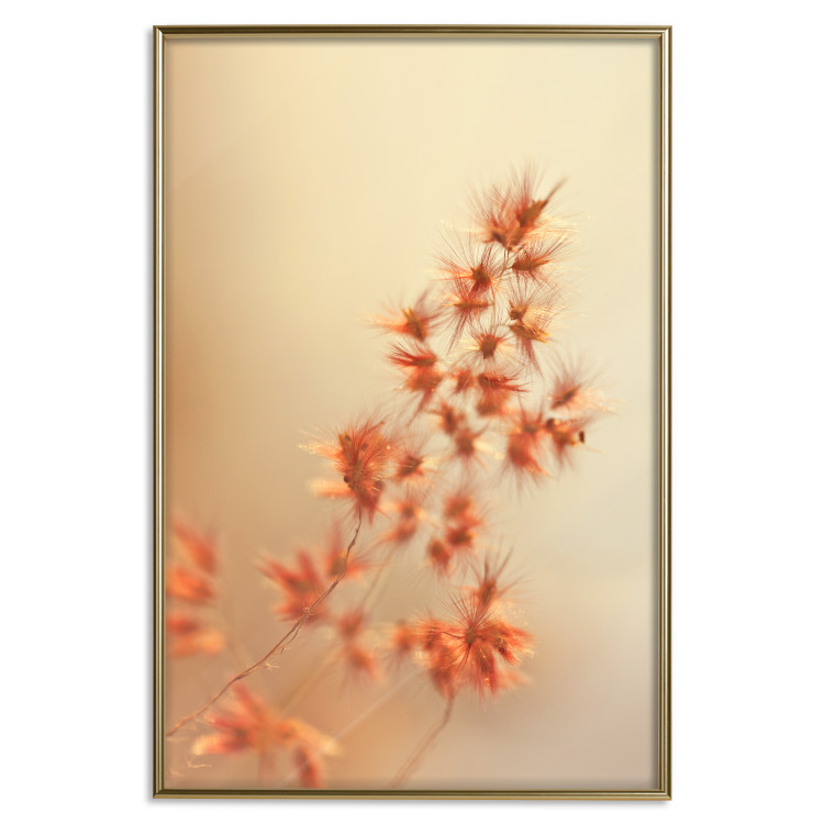 Poster Fiery Grass - plant with orange flowers on gradient background 123823 additionalImage 16