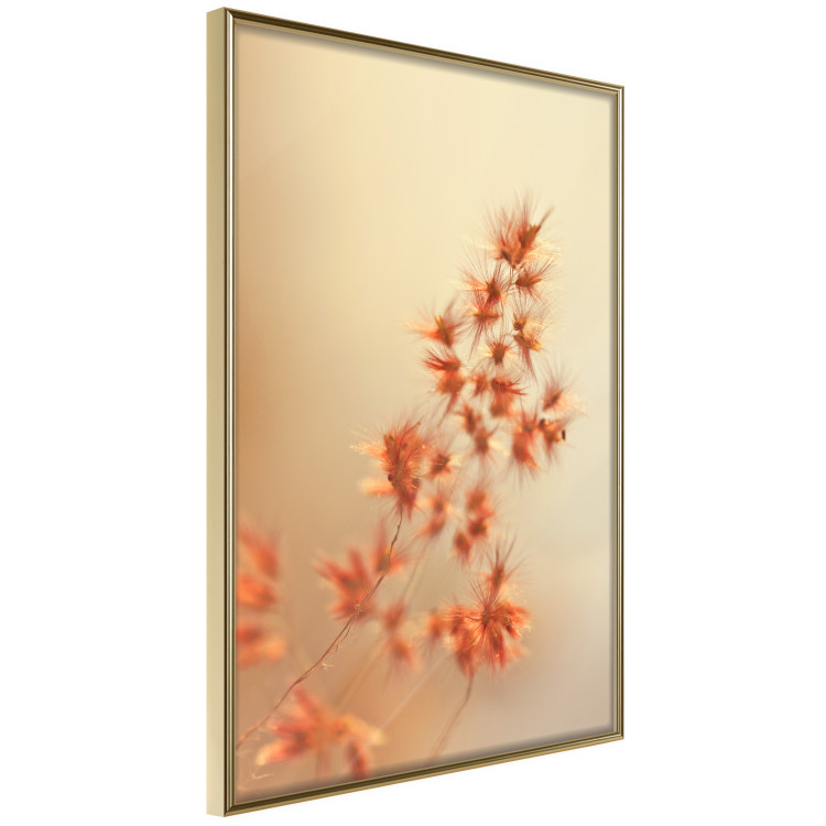 Poster Fiery Grass - plant with orange flowers on gradient background 123823 additionalImage 12