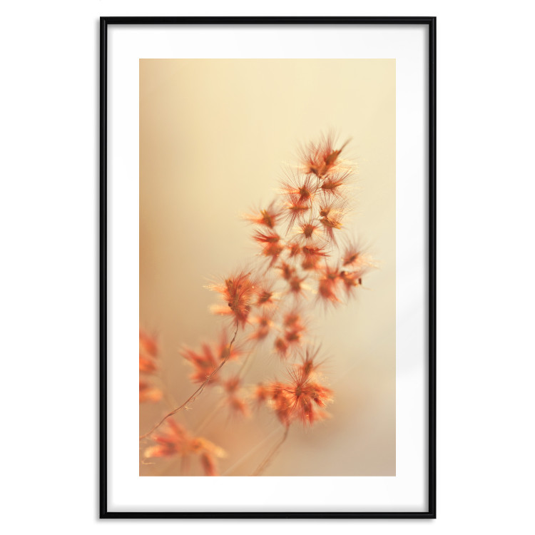 Poster Fiery Grass - plant with orange flowers on gradient background 123823 additionalImage 15