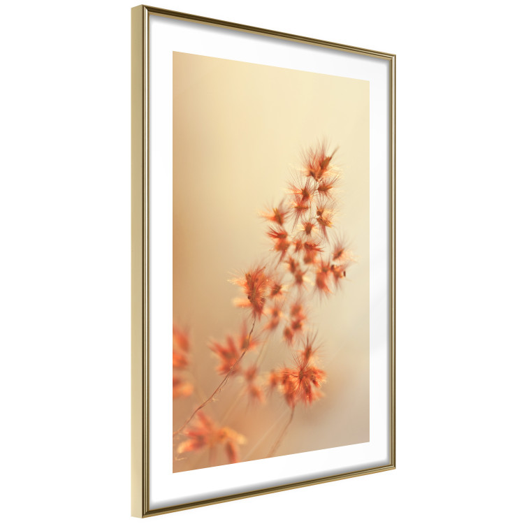 Poster Fiery Grass - plant with orange flowers on gradient background 123823 additionalImage 6