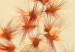 Poster Fiery Grass - plant with orange flowers on gradient background 123823 additionalThumb 8