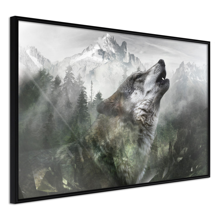 Poster Howling Wolf - wild animal against a forest landscape and high mountains 126023 additionalImage 10