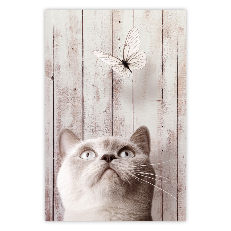 Poster Feline Nature - gray cat and flying butterfly on wooden planks 126223