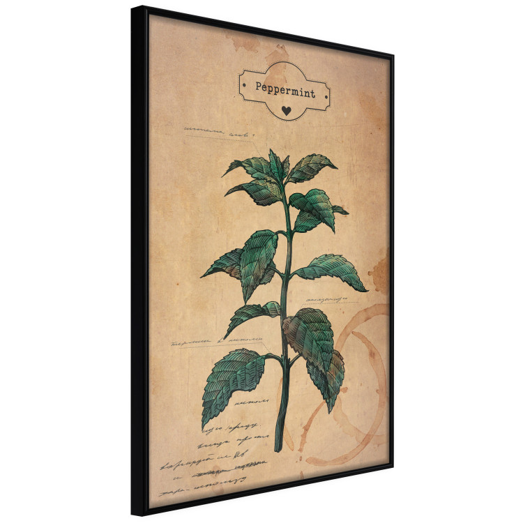 Poster Mint Fantasy - composition with green plant and sheet of paper in background 129423 additionalImage 13