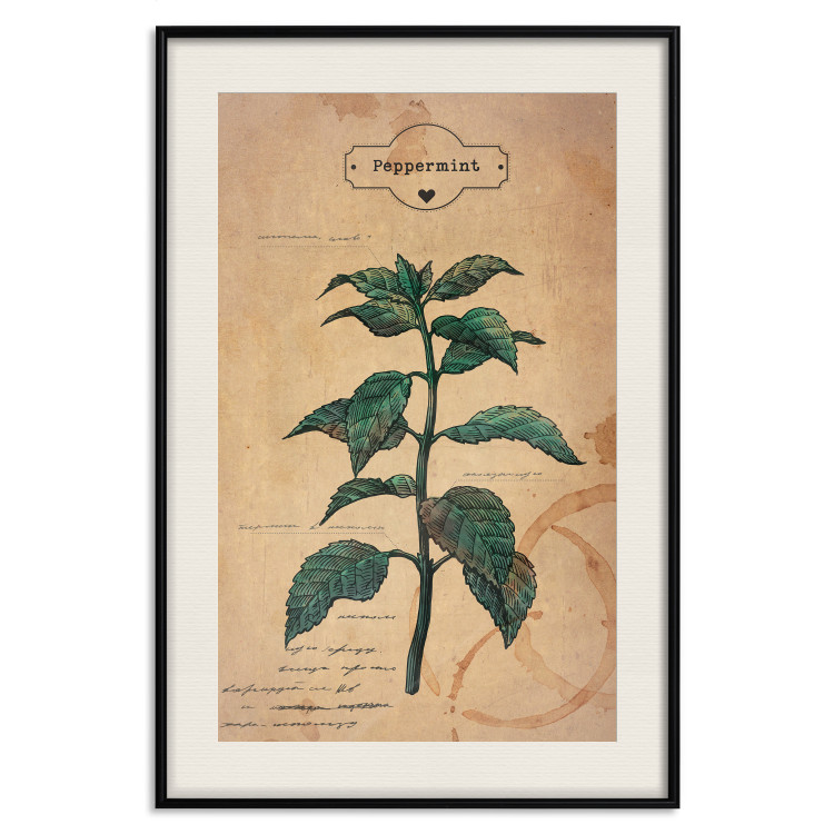 Poster Mint Fantasy - composition with green plant and sheet of paper in background 129423 additionalImage 24