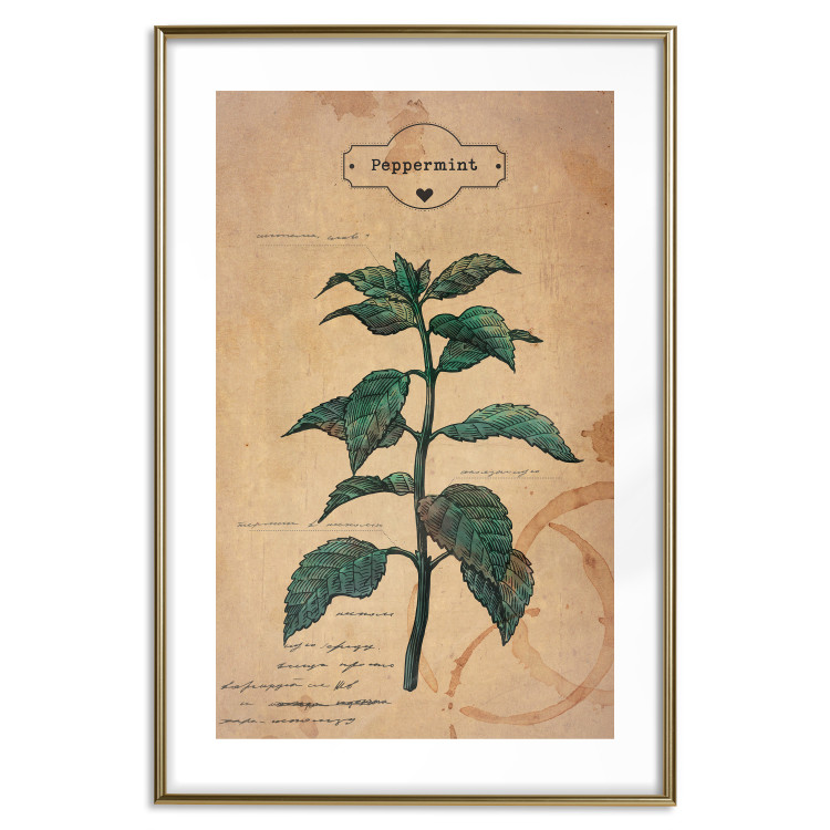 Poster Mint Fantasy - composition with green plant and sheet of paper in background 129423 additionalImage 26