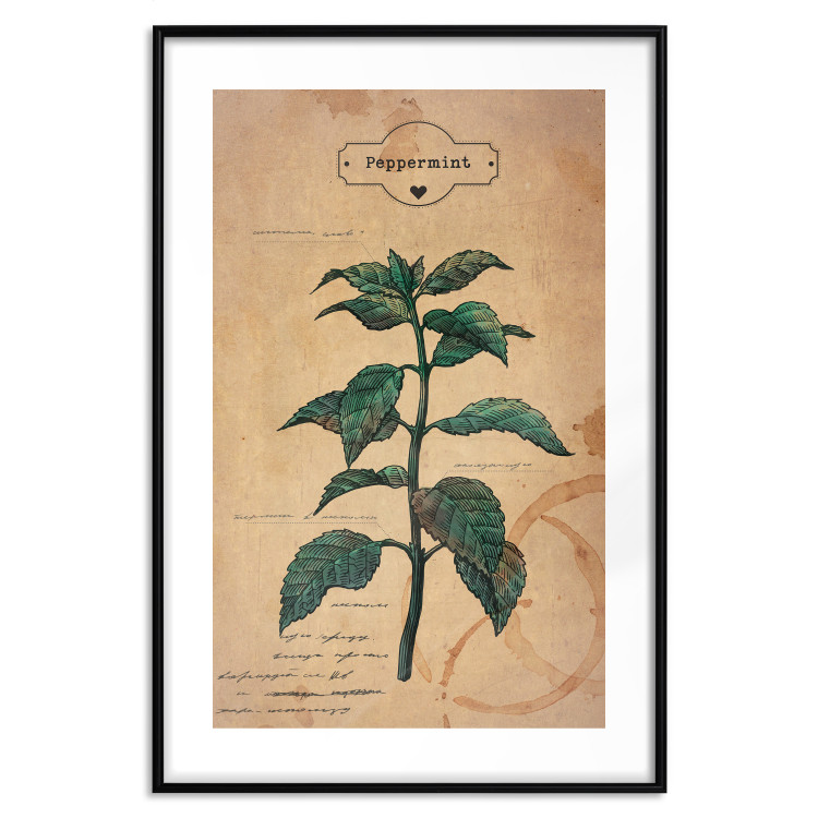 Poster Mint Fantasy - composition with green plant and sheet of paper in background 129423 additionalImage 27