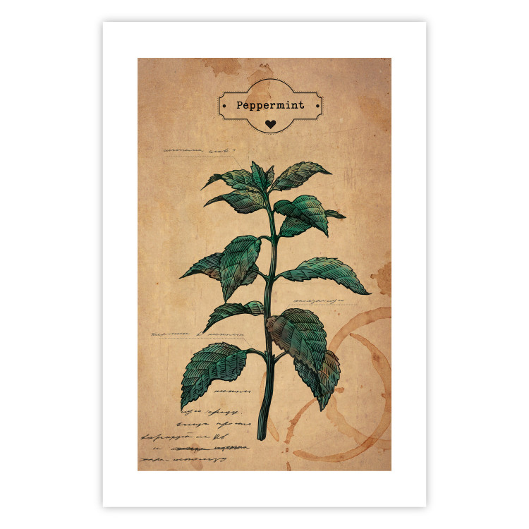 Poster Mint Fantasy - composition with green plant and sheet of paper in background 129423 additionalImage 18