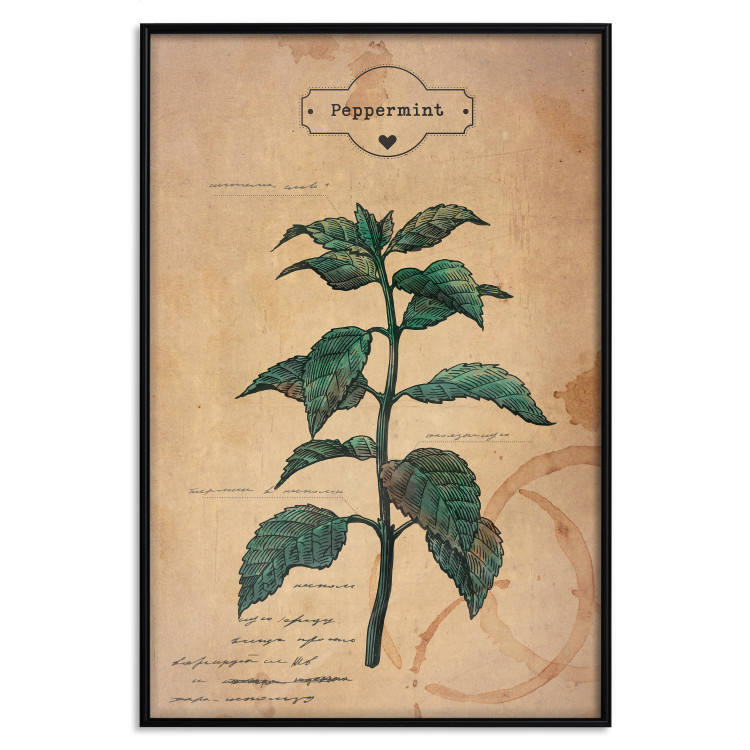 Poster Mint Fantasy - composition with green plant and sheet of paper in background 129423 additionalImage 20