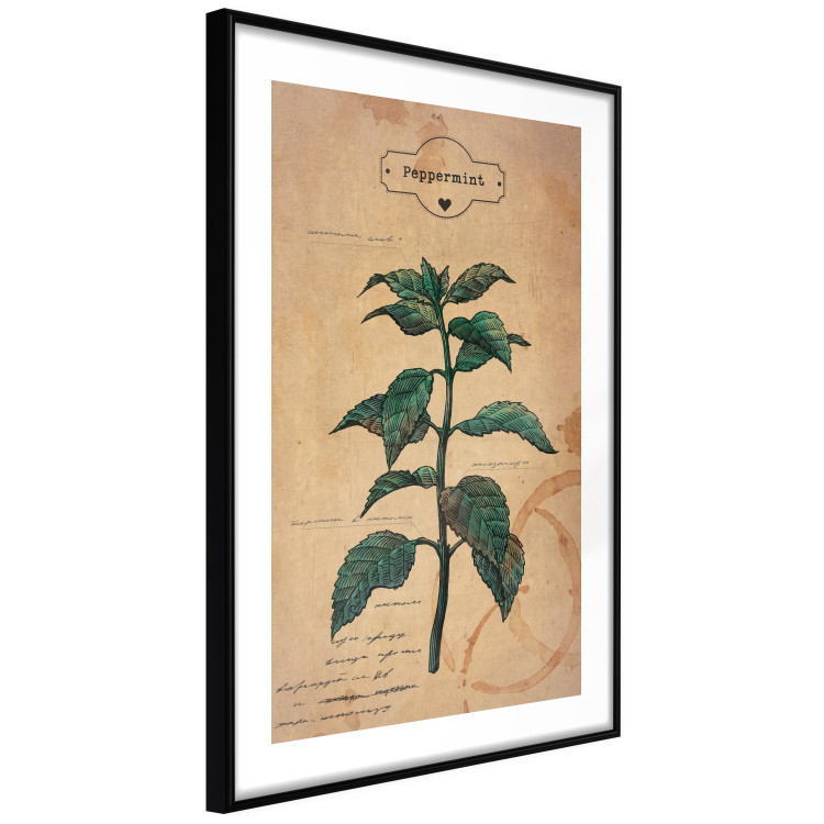 Poster Mint Fantasy - composition with green plant and sheet of paper in background 129423 additionalImage 8