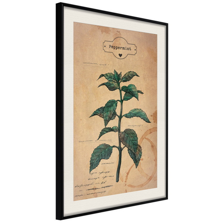 Poster Mint Fantasy - composition with green plant and sheet of paper in background 129423 additionalImage 2