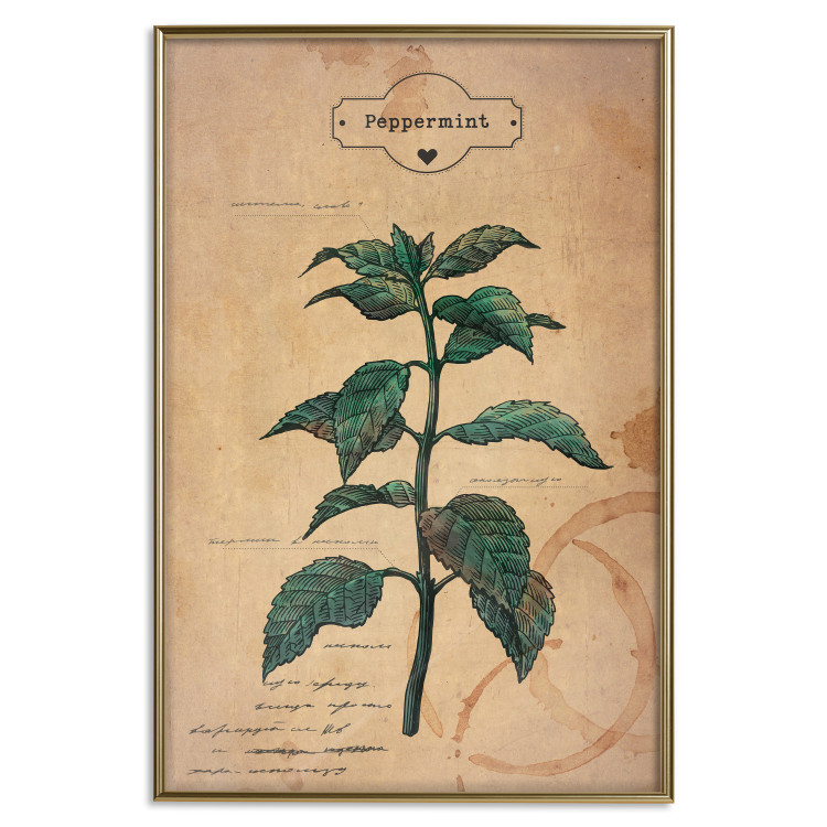 Poster Mint Fantasy - composition with green plant and sheet of paper in background 129423 additionalImage 19