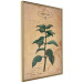 Poster Mint Fantasy - composition with green plant and sheet of paper in background 129423 additionalThumb 12