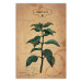 Poster Mint Fantasy - composition with green plant and sheet of paper in background 129423