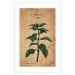 Poster Mint Fantasy - composition with green plant and sheet of paper in background 129423 additionalThumb 18