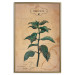 Poster Mint Fantasy - composition with green plant and sheet of paper in background 129423 additionalThumb 16