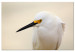 Canvas Snowy Egret (1-piece) Wide - white bird with a yellow element 129823