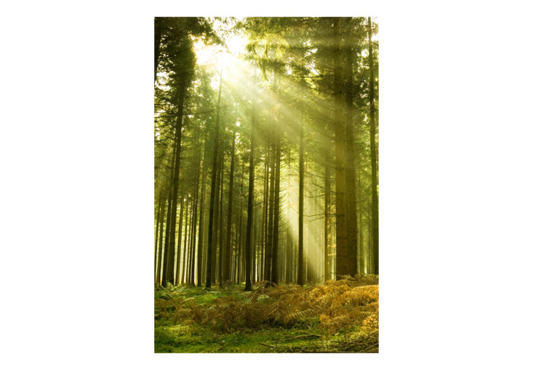 Photo Wallpaper Pine Forest - Forest Landscape with Tall Trees and Sunlit Vegetation 60523 additionalImage 1