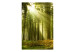 Photo Wallpaper Pine Forest - Forest Landscape with Tall Trees and Sunlit Vegetation 60523 additionalThumb 1