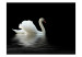 Wall Mural Swan (black and white) 61323 additionalThumb 1