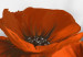 Canvas Poppies on a gray meadow - red flowers growing out of gray soil 98623 additionalThumb 5