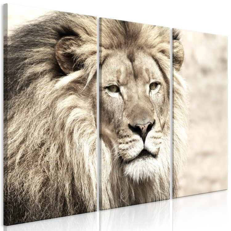 Canvas Print Lion King (3-part) Beige - Lion as Ruler of African Lands 108233 additionalImage 2