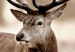 Large canvas print Deer in Sepia [Large Format] 125533 additionalThumb 4