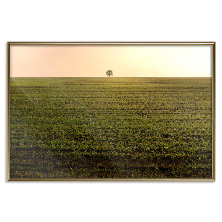 Poster Autumn Morning - landscape scenery of a field against the setting sun 141233 additionalImage 16