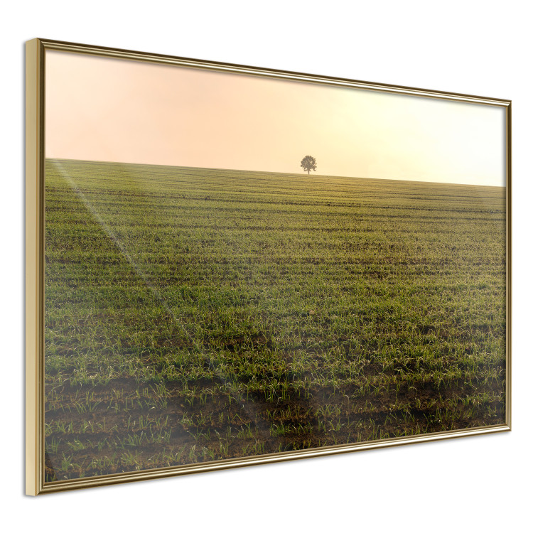 Poster Autumn Morning - landscape scenery of a field against the setting sun 141233 additionalImage 12
