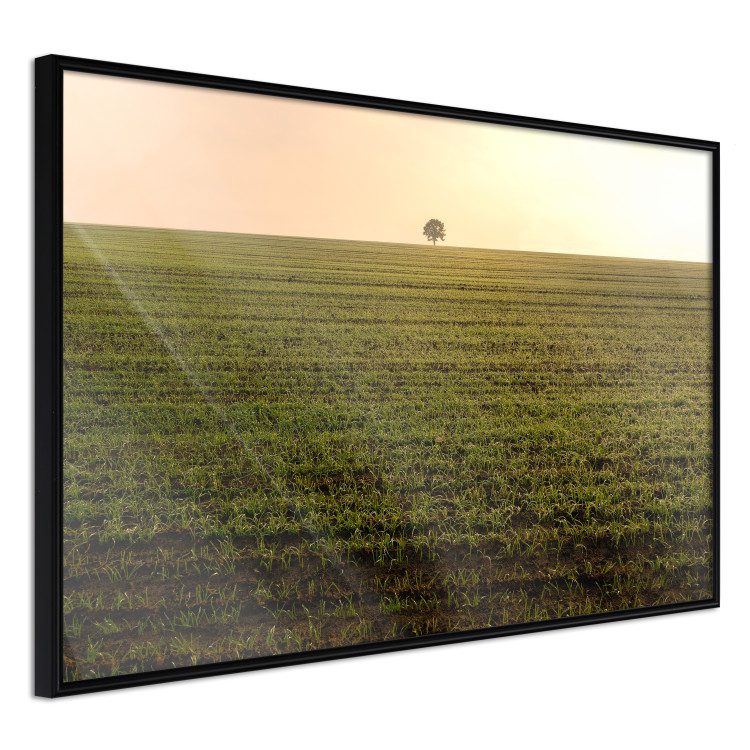 Poster Autumn Morning - landscape scenery of a field against the setting sun 141233 additionalImage 10