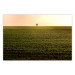Poster Autumn Morning - landscape scenery of a field against the setting sun 141233