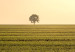 Poster Autumn Morning - landscape scenery of a field against the setting sun 141233 additionalThumb 8