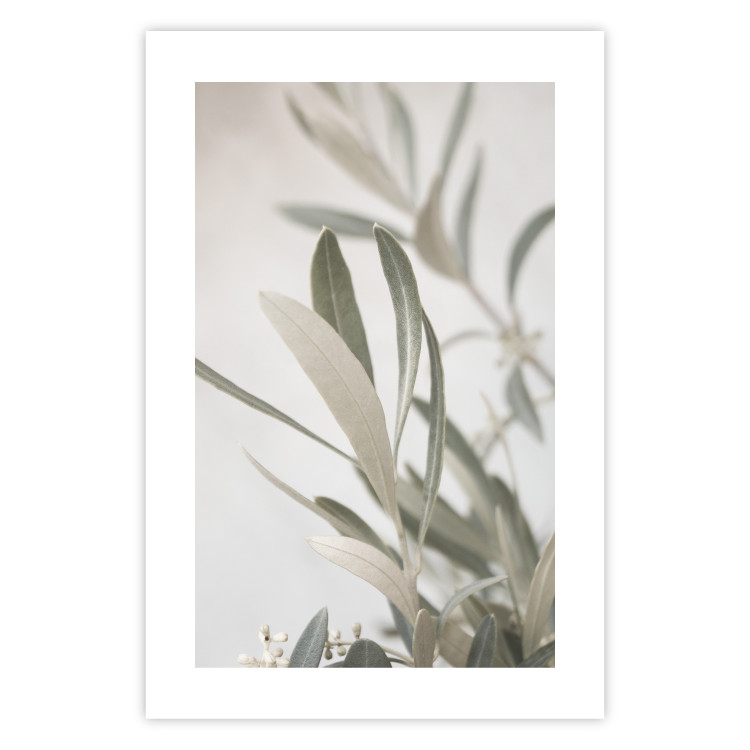 Wall Poster Olive Tree Twig - Frame for a Fragment of Mediterranean Vegetation 145233 additionalImage 21
