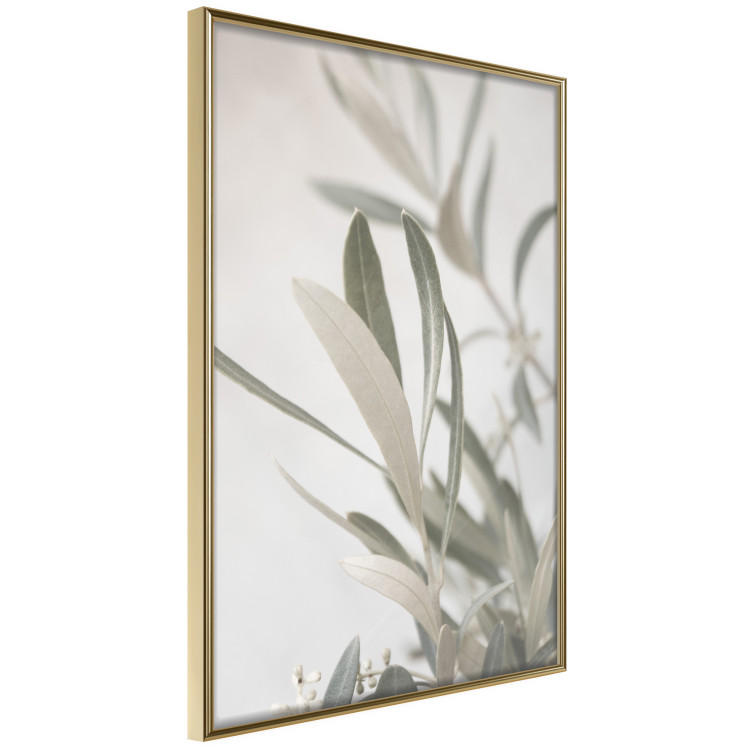 Wall Poster Olive Tree Twig - Frame for a Fragment of Mediterranean Vegetation 145233 additionalImage 6