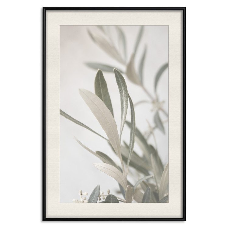 Wall Poster Olive Tree Twig - Frame for a Fragment of Mediterranean Vegetation 145233 additionalImage 26