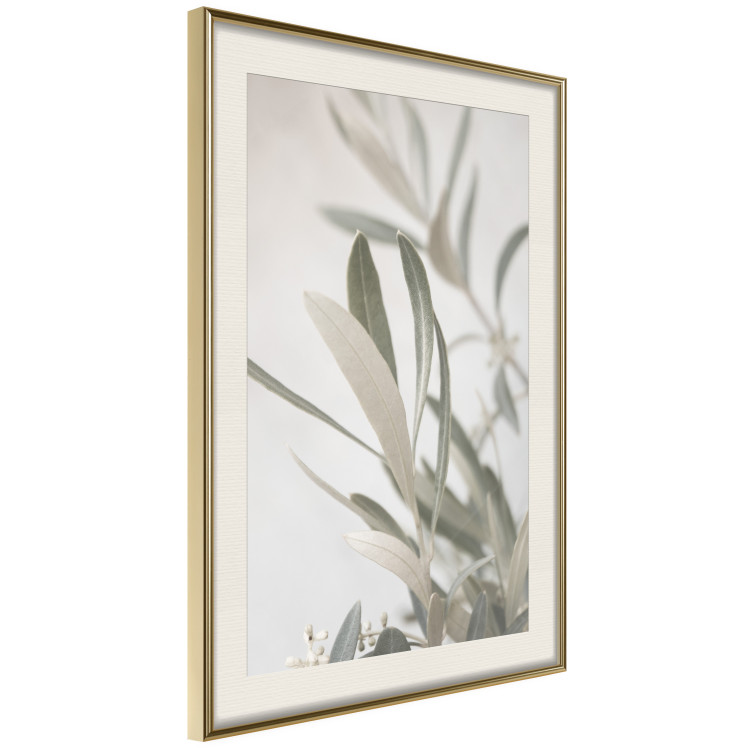 Wall Poster Olive Tree Twig - Frame for a Fragment of Mediterranean Vegetation 145233 additionalImage 11