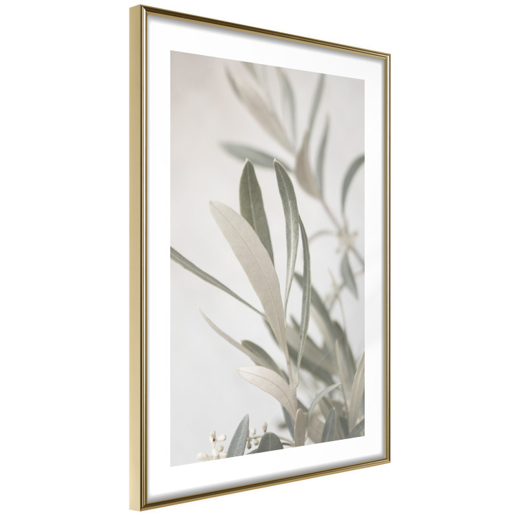 Wall Poster Olive Tree Twig - Frame for a Fragment of Mediterranean Vegetation 145233 additionalImage 8