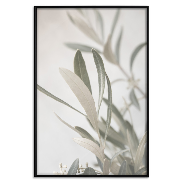 Wall Poster Olive Tree Twig - Frame for a Fragment of Mediterranean Vegetation 145233 additionalImage 22
