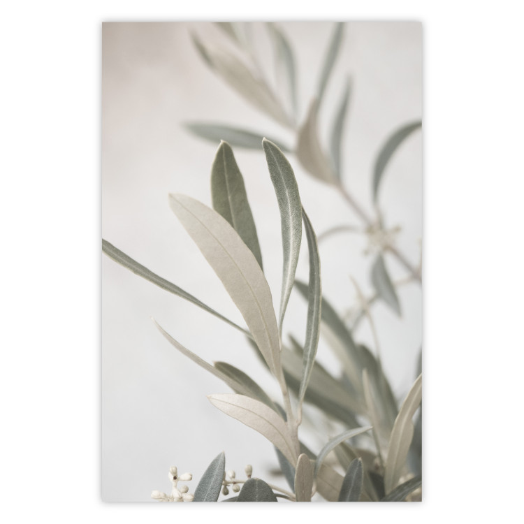 Wall Poster Olive Tree Twig - Frame for a Fragment of Mediterranean Vegetation 145233