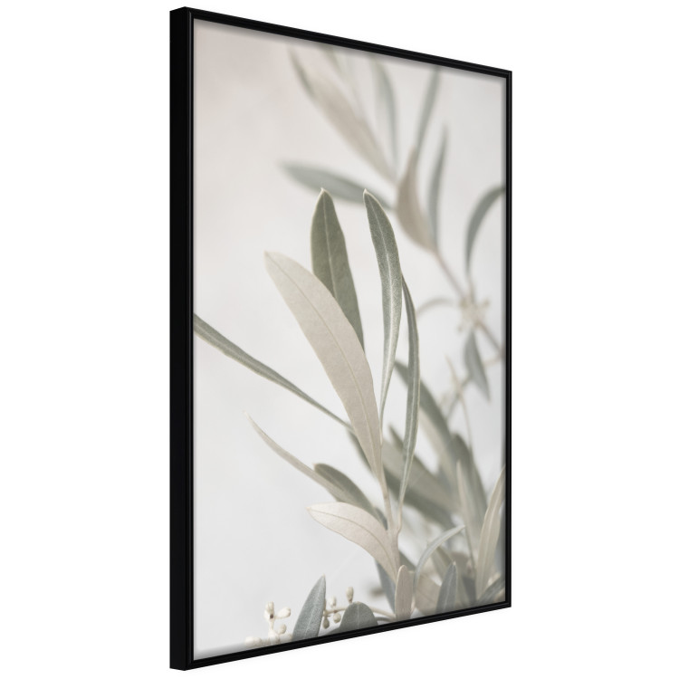 Wall Poster Olive Tree Twig - Frame for a Fragment of Mediterranean Vegetation 145233 additionalImage 5