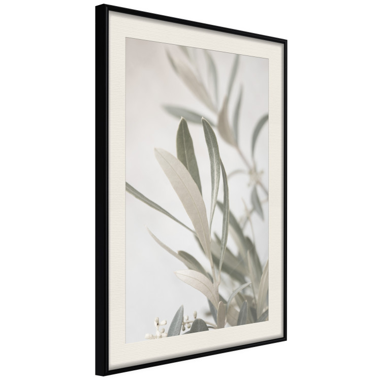 Wall Poster Olive Tree Twig - Frame for a Fragment of Mediterranean Vegetation 145233 additionalImage 9