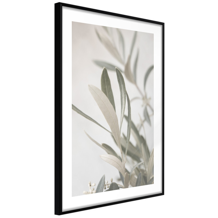 Wall Poster Olive Tree Twig - Frame for a Fragment of Mediterranean Vegetation 145233 additionalImage 7
