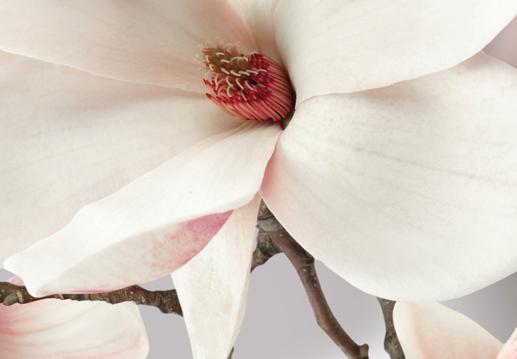 Large canvas print Glitter of the Magnolia Flower [Large Format] 150833 additionalImage 3