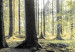 Canvas Morning Forest 89033 additionalThumb 5