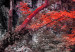 Canvas Ruby Forest Waterfalls - Waterfall Landscape with Red Forest Background 97733 additionalThumb 5