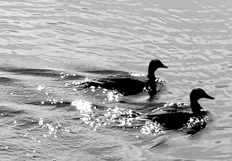 Canvas Duck's friendship - black and white photo of two birds in the water 115043 additionalImage 5