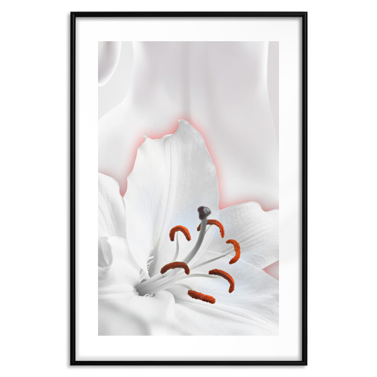 Poster I Am Woman - white lily flower with delicate red contrast 127243 additionalImage 15