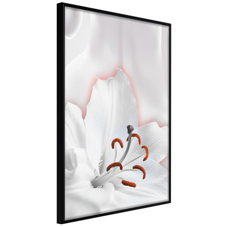 Poster I Am Woman - white lily flower with delicate red contrast 127243 additionalImage 11